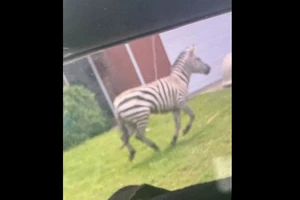 Hình ảnh ngựa vằn Ed hôm 1-6 sau khi con vật trốn thoát khỏi nhà chủ ở hạt Rutherford (bang Tennessee, Mỹ). Ảnh: FACEBOOK/VĂN PHÒNG CẢNH SÁT TRƯỞNG RUTHERFORD