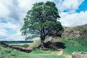 Ngồi tù 4 năm vì đốn cây cổ thụ trên đất di sản lúc say xỉn