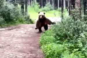Một con gấu xám Bắc Mỹ cố "hù doạ" vợ chồng anh Howard Mad trên con đường bộ xuyên rừng ở Kananaskis (tỉnh Alberta, Canada). Ảnh chụp màn hình từ video CBC