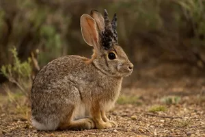 'Thỏ mọc sừng' ở Mỹ: Vô hại nhưng đáng ngại!