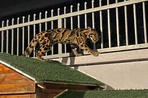 CHÙM ẢNH: Vây bắt báo hoang dã trên mái nhà dân