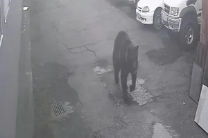 Con gấu trong vụ tấn công làm 1 người thiệt mạng, 1 người bị thương ở TP Petropavlovsk-Kamchatsky (Nga). Ảnh: RIA NOVOSTI