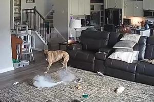 Chú chó Colton nghịch dại pin, làm cháy thảm trải sàn ở phòng khách khi chủ vắng nhà. Ảnh chụp màn hình: FACEBOOK/Chapel Hill Fire Department