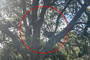 Mật vụ Mỹ phát hiện ‘tháp săn khả nghi’ gần sân bay trước khi ông Trump tới