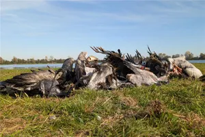 Ảnh: Cả ngàn con sếu hoang dã chết do dịch cúm A/H5N1 ở Đức