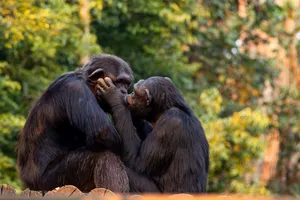 Nụ hôn xuất hiện trước cả khi có loài người?