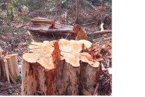 Kết luận thanh tra, Công ty Lâm nghiệp Ia Hdrai có nhiều sai phạm