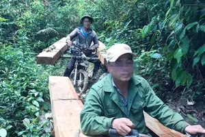 Tạm giữ hai người khai thác gỗ trái phép