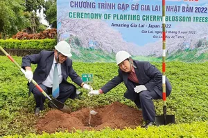Trồng 24 cây hoa anh đào Nhật Bản trên phố núi Pleiku 