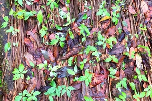 Sâm Ngọc Linh chết hàng loạt, thiệt hại khoảng 10 tỉ đồng