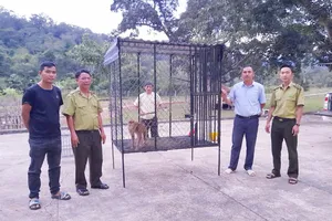 Giải cứu một cá thể khỉ đuôi lợn quý hiếm