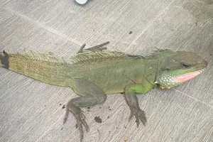 Kon Tum: Phát hiện nhiều động vật hoang dã được nuôi nhốt tại nhà dân