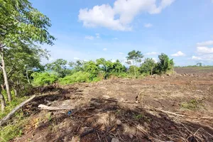 Đã xác định đối tượng hủy hoại rừng đầu nguồn để trồng mía