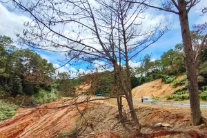 Làm rõ hàng trăm cây rừng bị chết do thi công Quốc lộ 24 