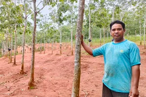 Liên kết trồng cao su không hiệu quả, người dân mong sớm được thanh lý