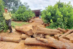 Chủ xưởng gỗ trái phép ở xã biên giới bị phạt 35 triệu đồng