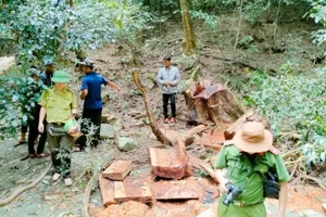 Khởi tố vụ phá rừng đặc dụng ở huyện K'Bang