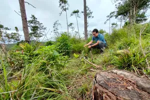 Xem xét trách nhiệm hình sự 6 dự án để mất rừng ở Kon Tum