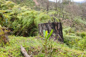 Phá gần 200 ha rừng thông để trồng mắc ca nhưng...