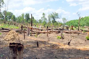 Công an khởi tố vụ án để mất rừng ở Ban quản lý dự án rừng phòng hộ Đức Cơ