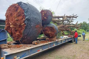 Chở 5 cây cổ thụ quá khổ, 1 cá nhân và HTX bị phạt 47 triệu đồng