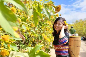 Gia Lai đề nghị tăng chuyến bay trong tuần lễ hoa dã quỳ