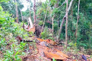 Chuyển hồ sơ sang công an vụ mất hơn 1.700 ha rừng ở Gia Lai