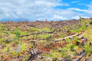 6 ha rừng ở huyện Kông Chro bị phá, công an khởi tố để điều tra