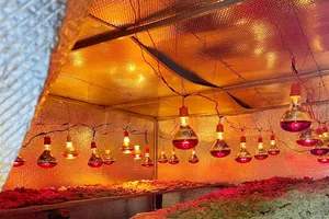 Phát hiện một 'công xưởng' sơ chế cần sa