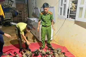 Phát hiện 1 hộ dân tàng trữ số lượng lớn thịt động vật hoang dã