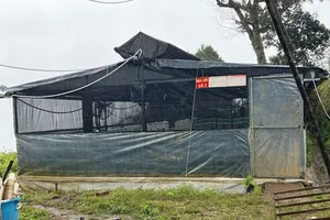 Thu hồi giấy xác nhận trồng sâm Ngọc Linh không chính xác