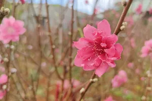 Vườn 'đào nguyên' trên phố núi Pleiku