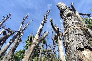 Nhiều cây xanh ở tỉnh Gia Lai bị chết sau khi di dời để làm đường