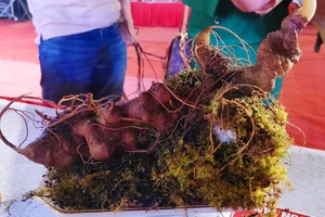  Củ sâm Ngọc Linh được bán với giá 250 triệu đồng