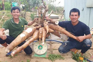 Kon Tum: Gốc củ mì siêu to khổng lồ, nặng gần 70 kg 