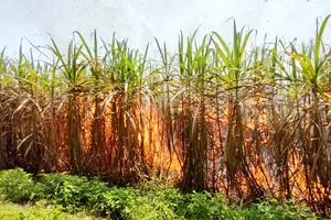 Mía cháy ở Gia Lai: Vẫn loay hoay tìm nguyên nhân