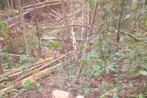 Phát hiện 1 vụ phá 125 cây gỗ rừng ở Gia Lai