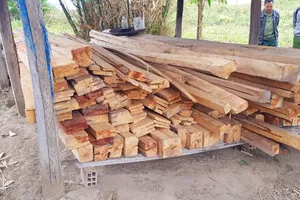 Vụ phá rừng ở Gia Lai: Thu hồi gỗ tang vật