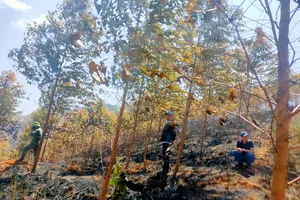 Tỉnh Kon Tum yêu cầu xác định nguyên nhân vụ cháy rừng khiến 2 người tử vong