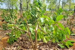 Công an vào cuộc điều tra vụ chặt phá hơn ngàn gốc cà phê ở Gia Lai