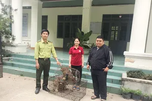 Bắt được 5 cá thể khỉ đuôi lợn quý hiếm do người dân mang đi phóng sinh