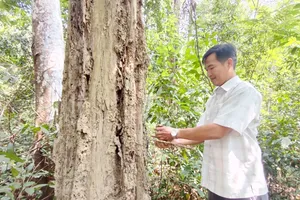 Vụ 161 cây gỗ trắc chết khô: Vì sao không được khai thác?