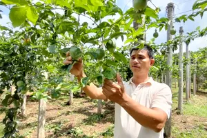 Trung Quốc bất ngờ giảm thu mua, giá chanh leo lao dốc