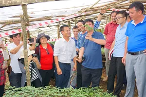 Kon Tum: Cấp chứng nhận chỉ dẫn địa lý cho 10.000 cây sâm 