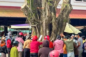 Gia Lai: Cây si có hình mặt người bị dân đồn thổi, tụ tập cầu nguyện