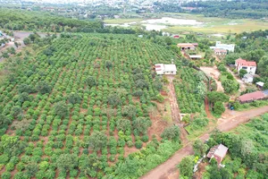 Cục Thi hành án dân sự tỉnh Gia Lai quyết định thu hồi hơn 16.000 m2 đất rừng lấn chiếm