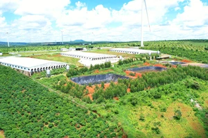 Gia Lai: Đình chỉ 2 cơ sở nuôi heo quy mô lớn không có giấy phép môi trường