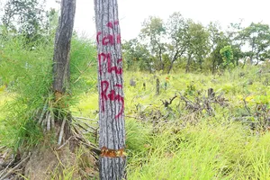 Hàng loạt cây rừng bị chết khô do bị khoan gốc, đầu độc