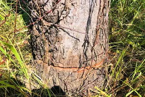 Cục Kiểm lâm kiểm tra các vụ phá rừng, khoan gốc, đổ hóa chất vào cây ở Gia Lai