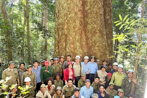 Chiêm ngưỡng cây sao cát 'ngàn năm tuổi' quý hiếm suýt bị đốn hạ